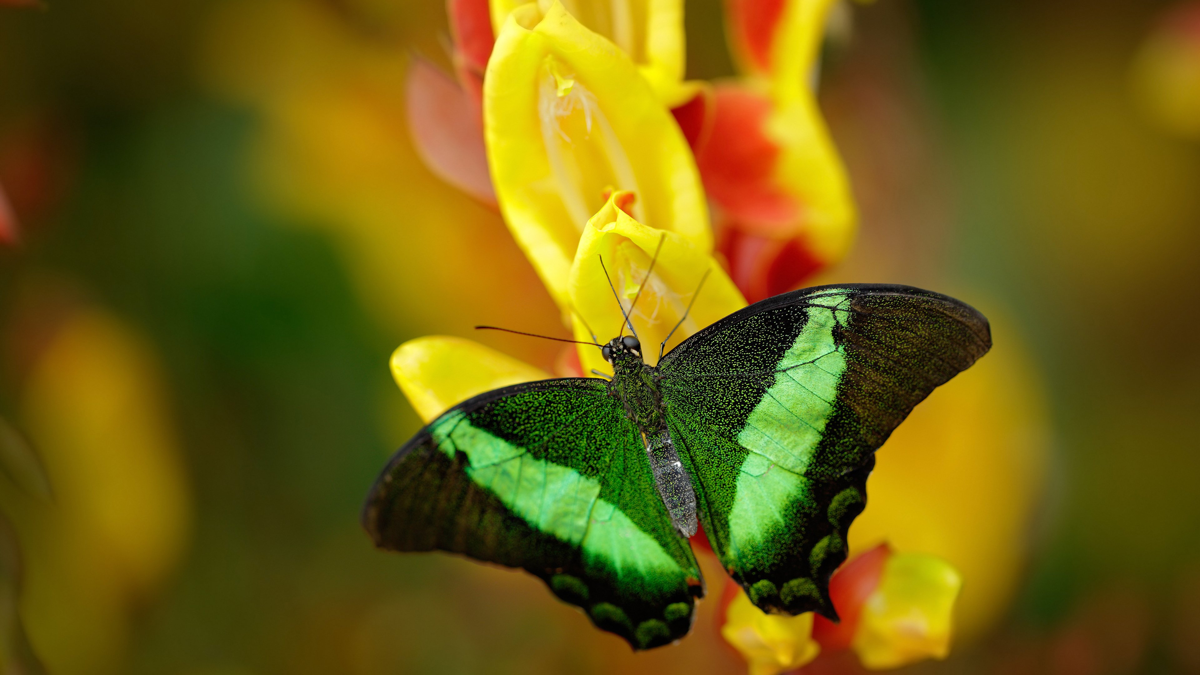 奥运周期关键战之夜，阿坎吉攻防转换核心